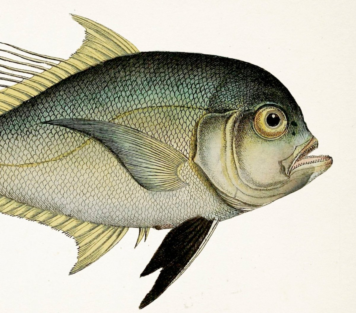 Рыба с крупной чешуей