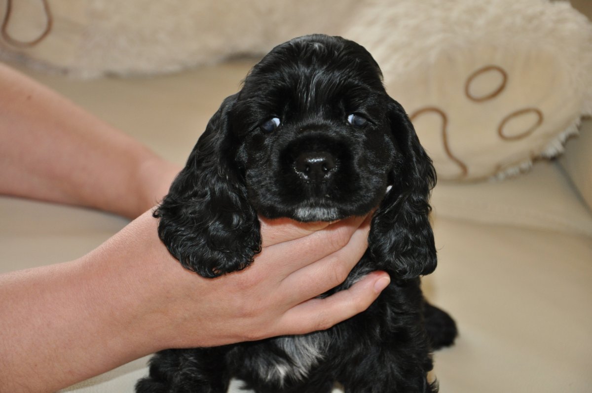 Кокер спаниель щенок черный фото с хохолком на голове