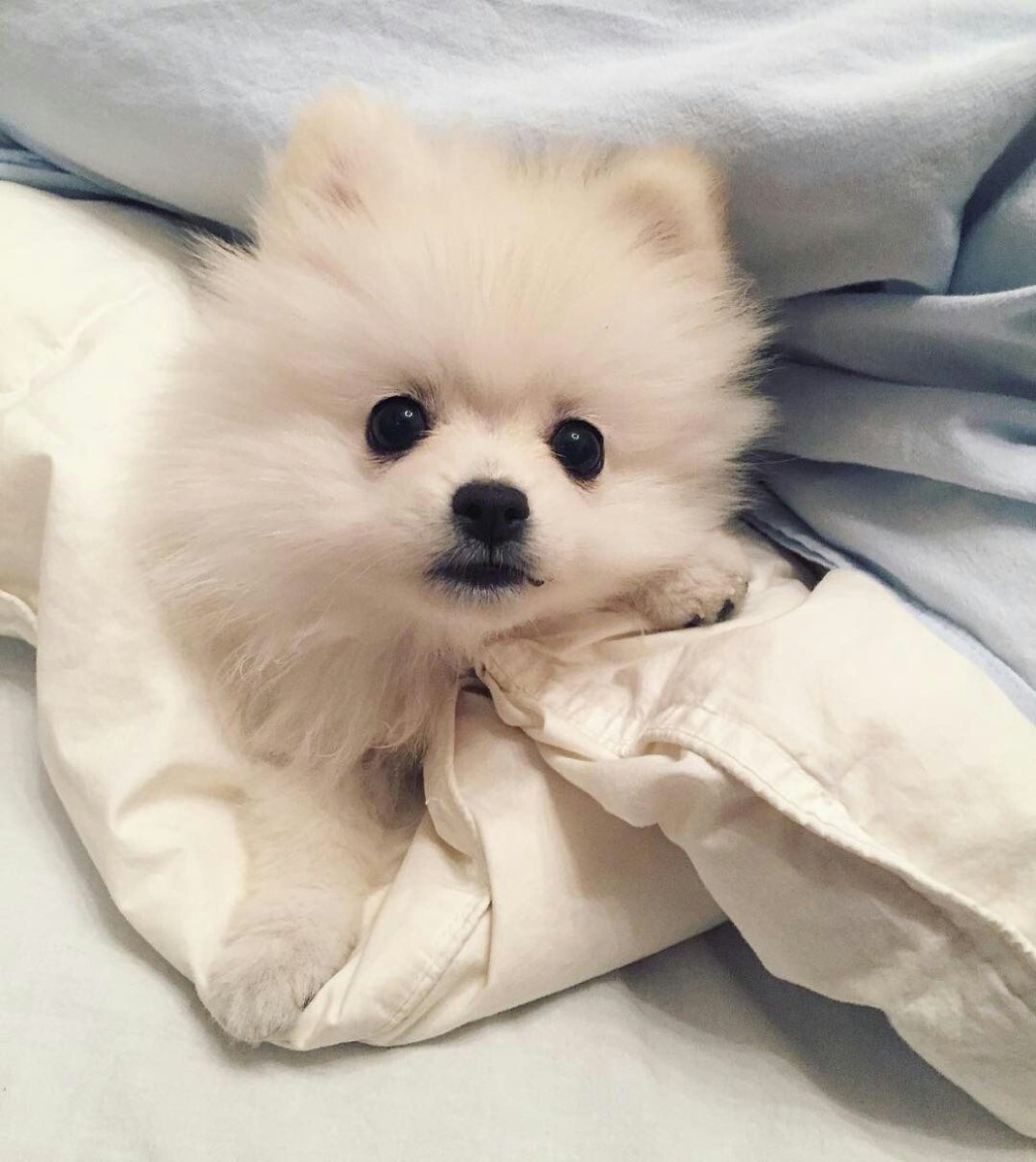 Померанский шпиц Teacup.