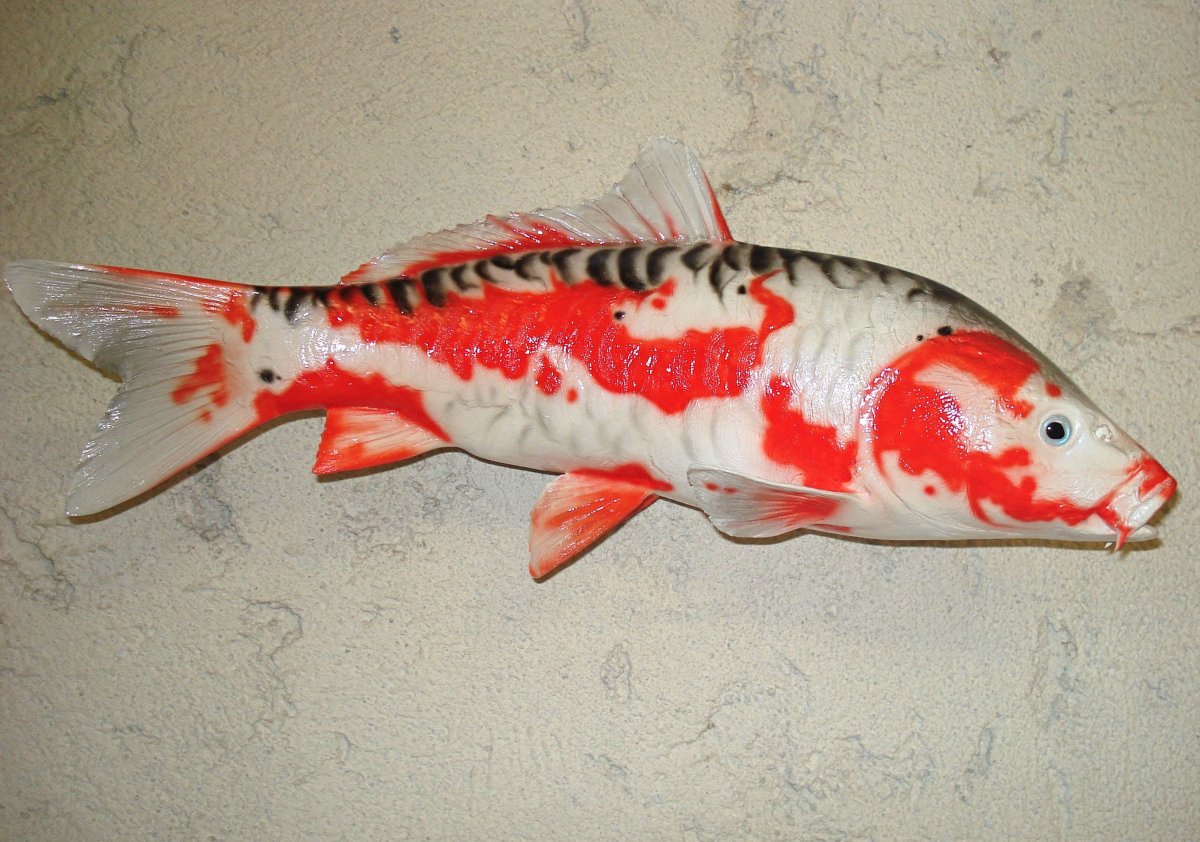 Японские карпы Koi