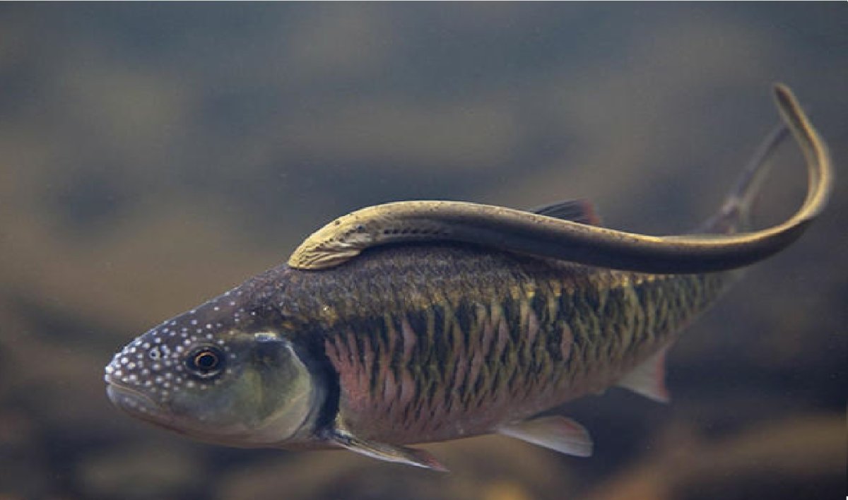 Самые красивые рыбы