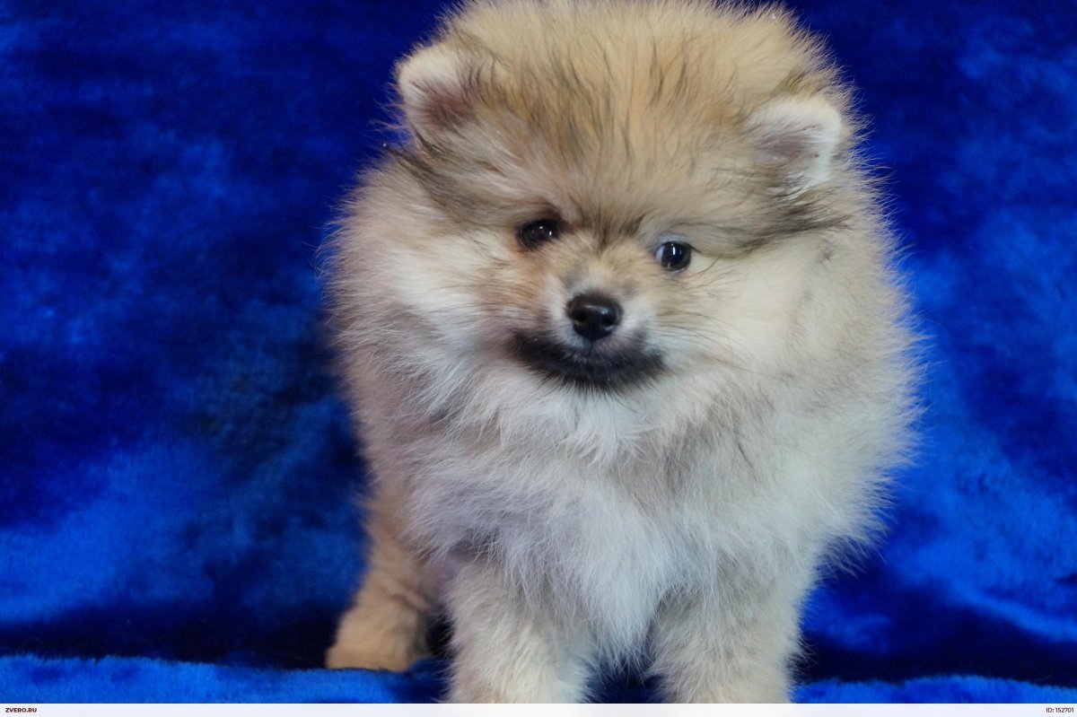 Померанский шпиц