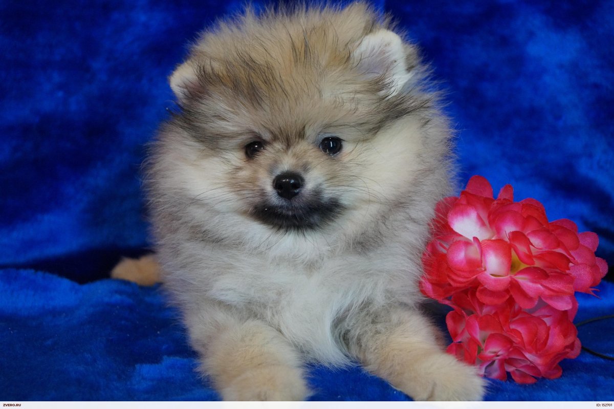 Микро померанский Пуппи