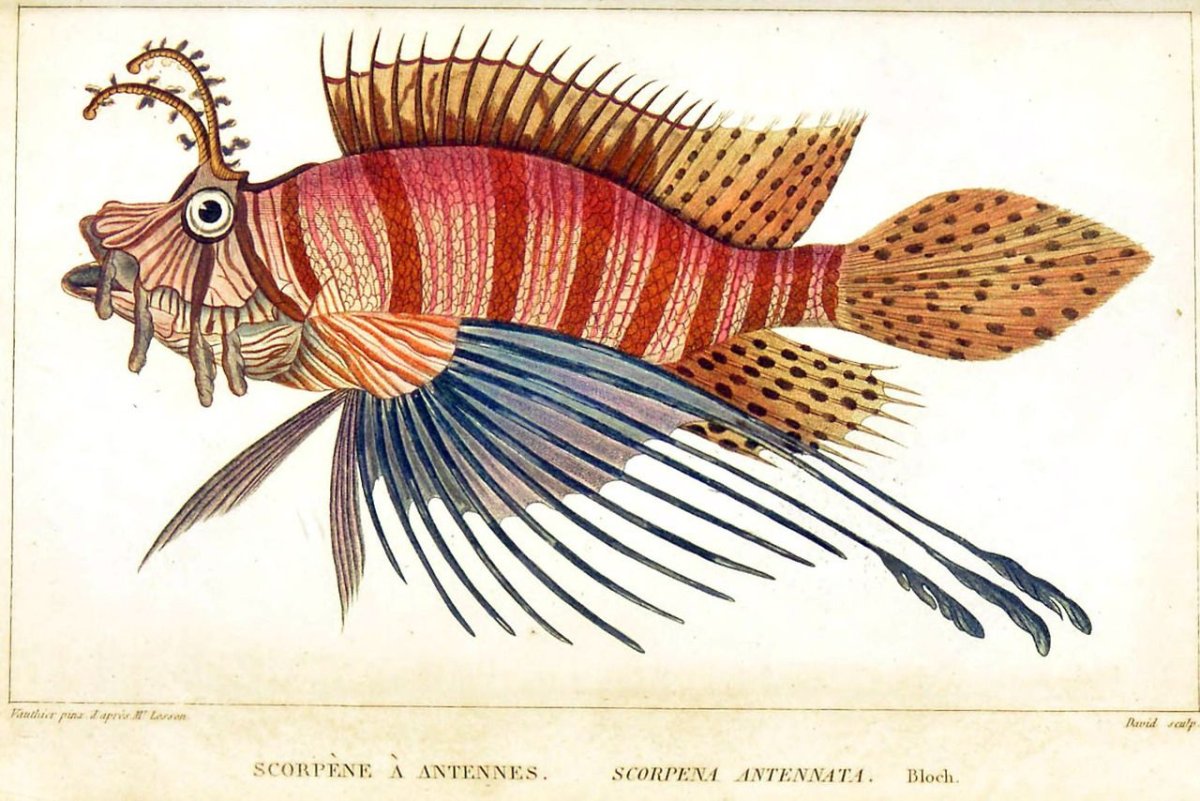 Гигантская Барракуда