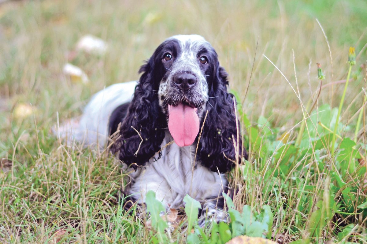 Спрингер спаниель черный