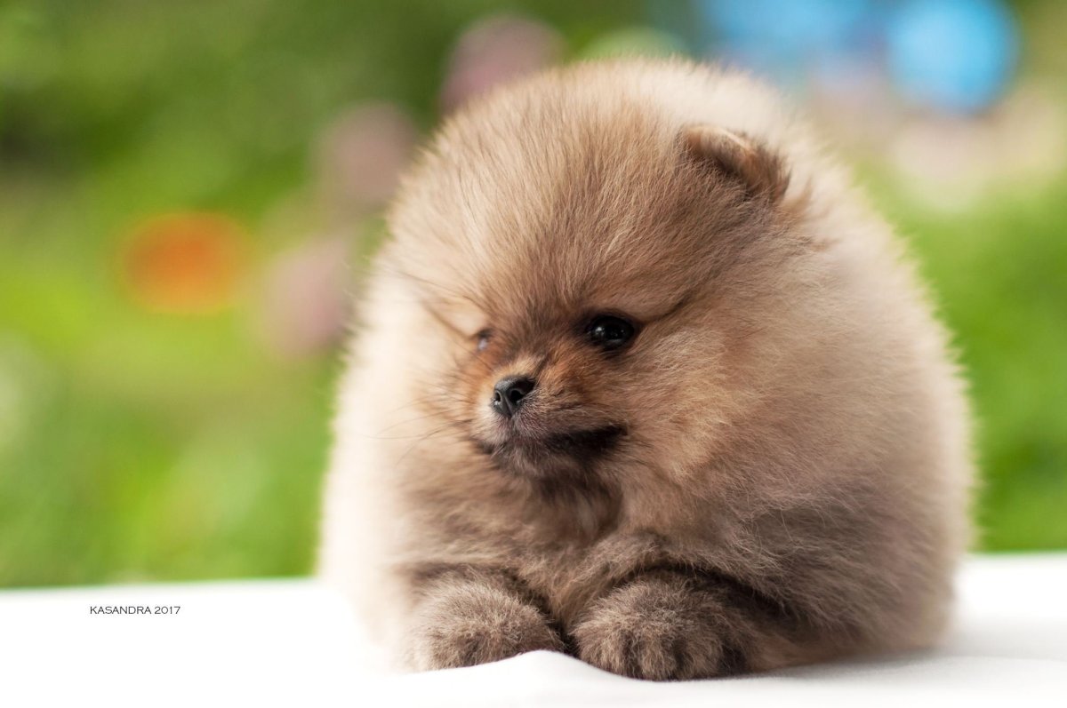 Померанский шпиц белый милый