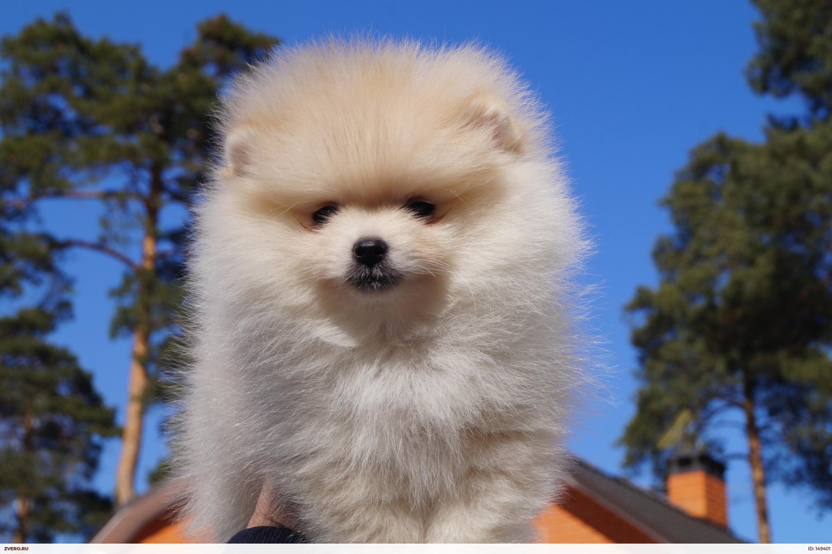 Померанский шпиц породы собак