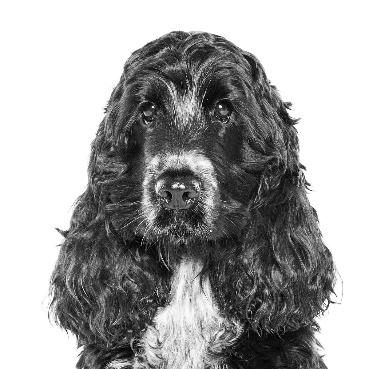 Русский кокер спаниель