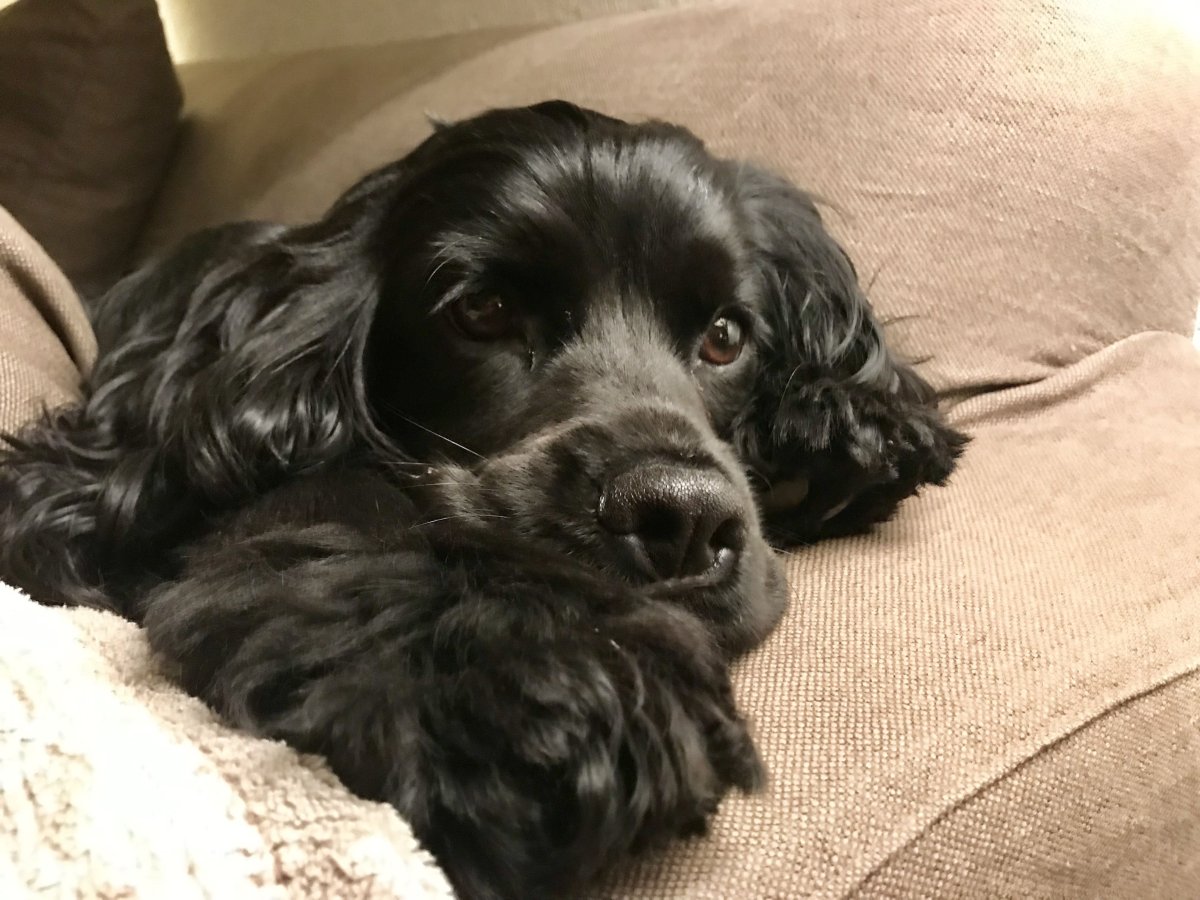 Кокер спаниель черный