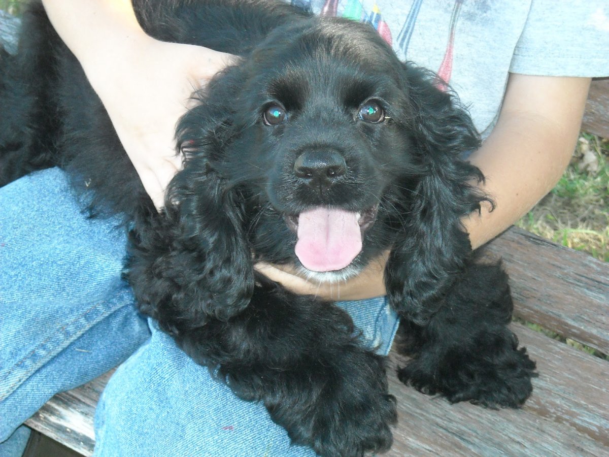 Маленький спаниель