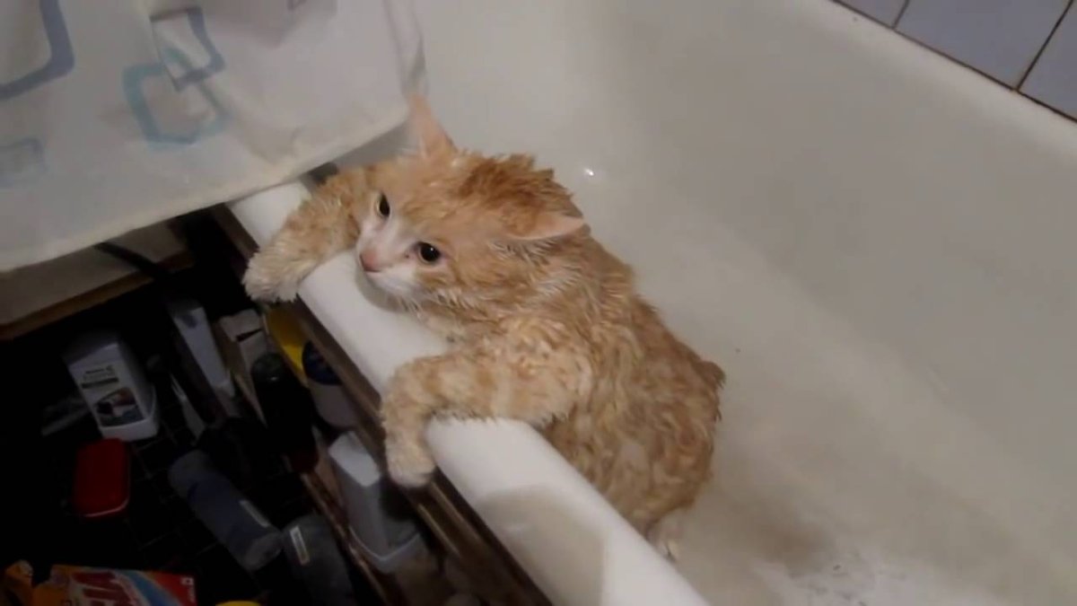 Толстый кот в ванне