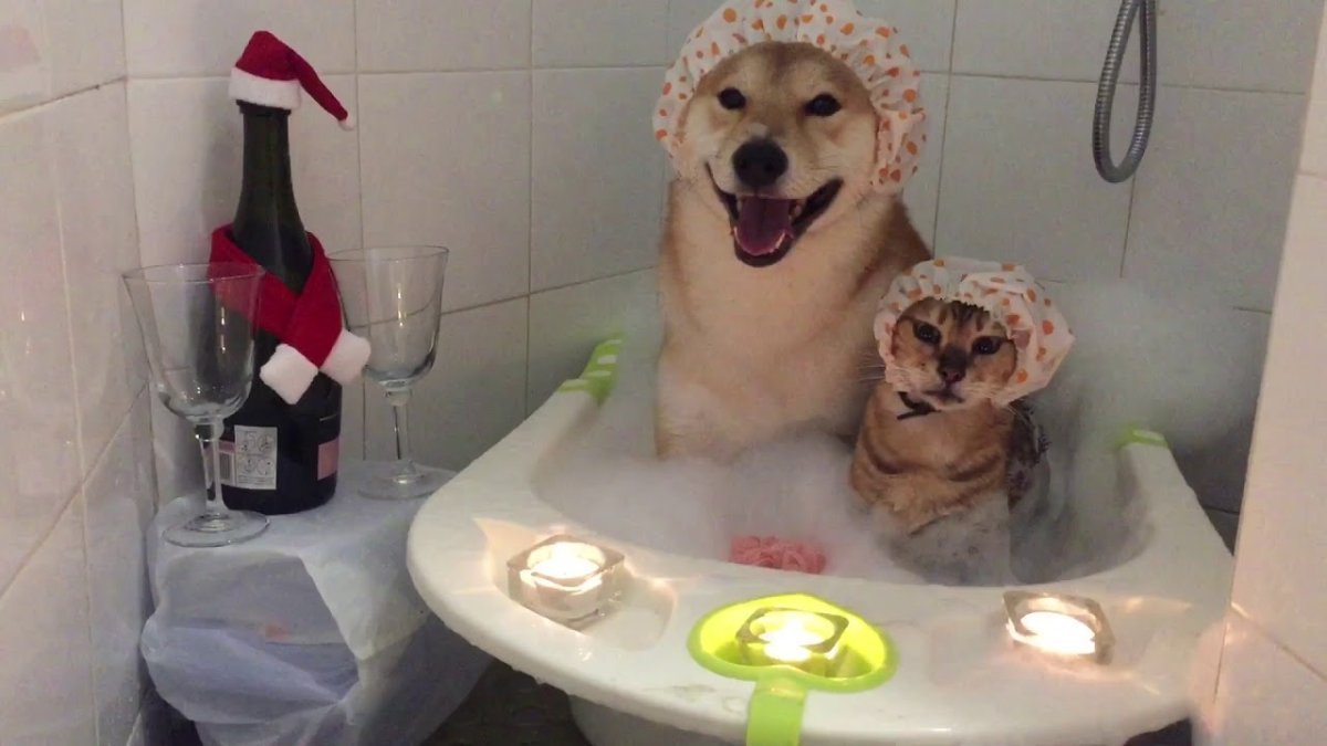 Кот и собака в джакузи