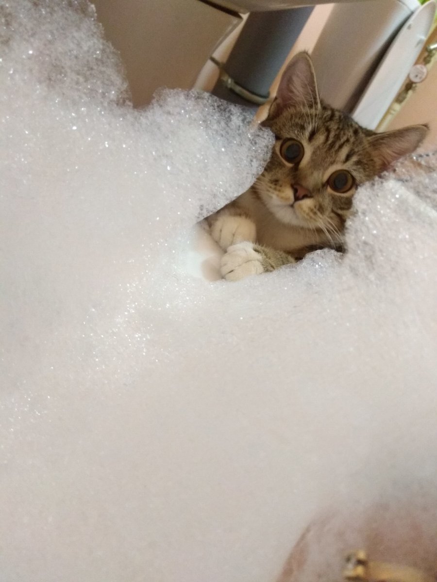 Кот в ванне с пеной