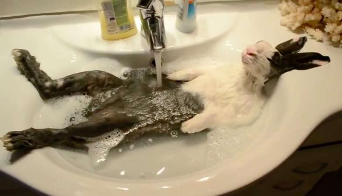 Кот моется в раковине