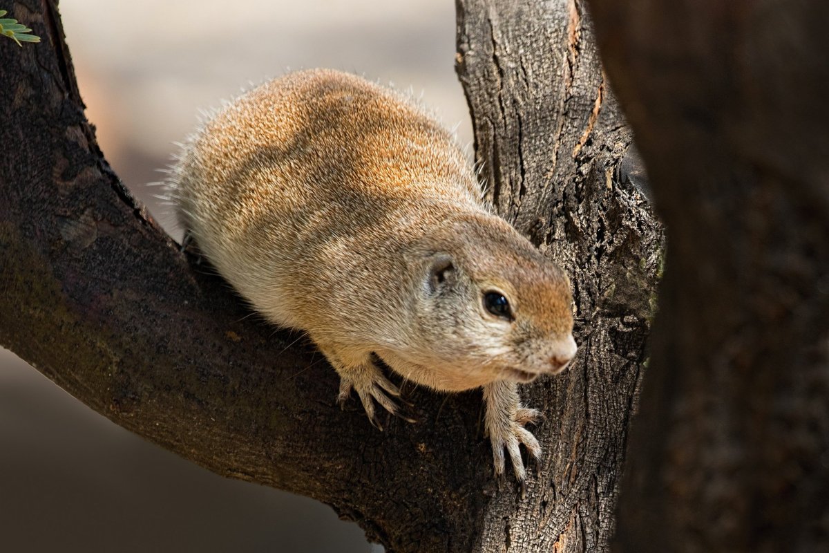 Африканская белка