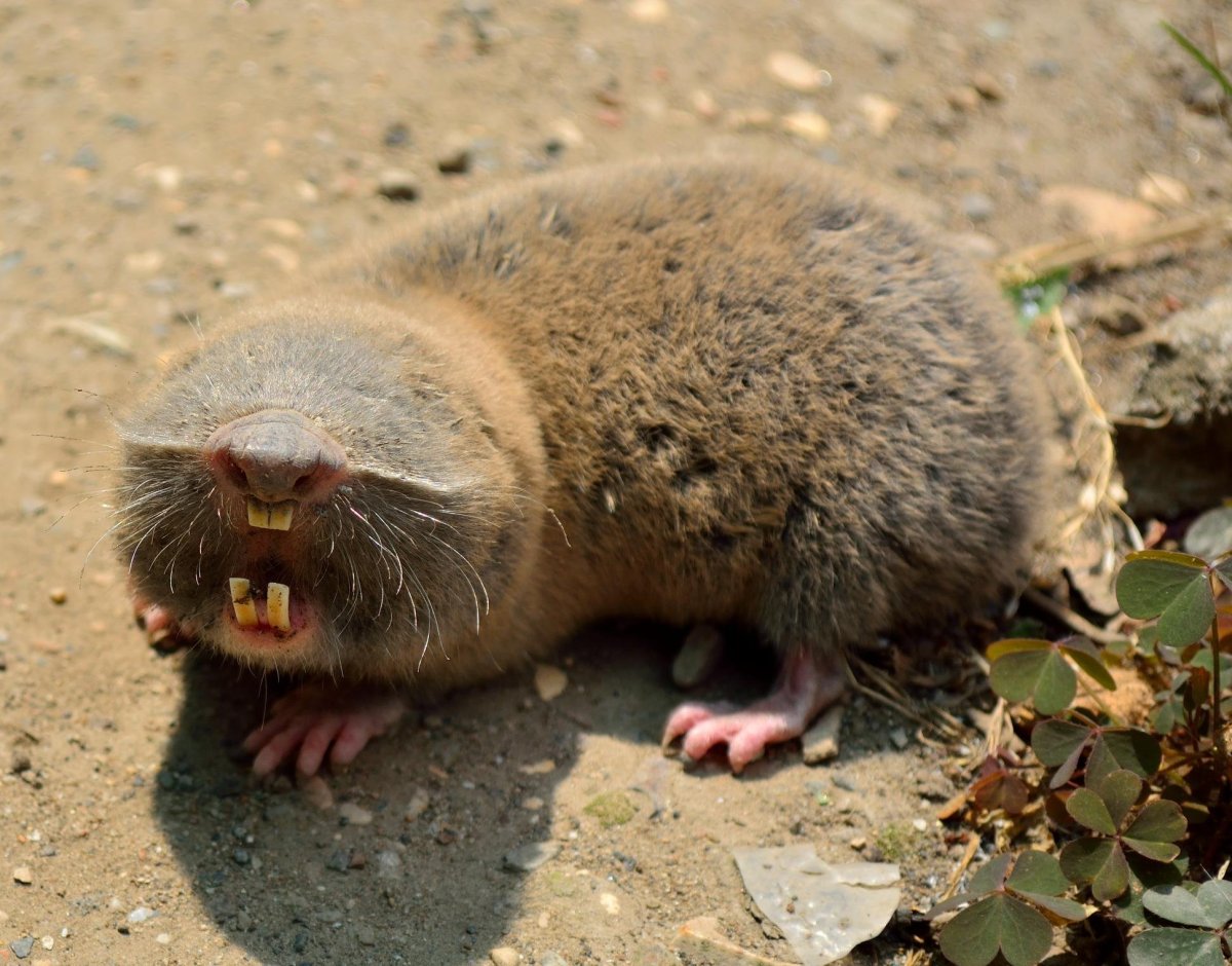 Обыкновенный слепыш