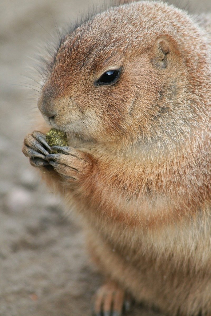 Медведка грызун зверек