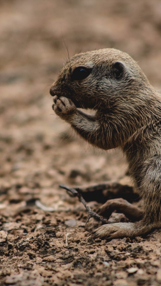 Грызуны в дикой природе