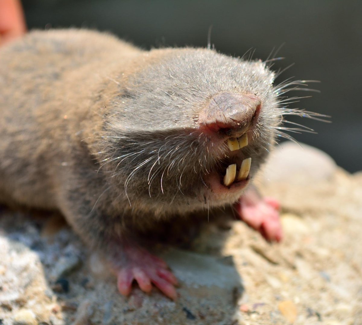 Обыкновенный слепыш