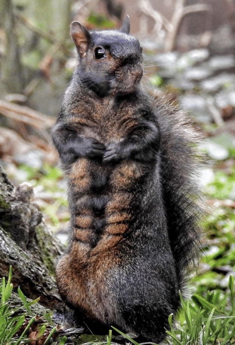 Черная белка