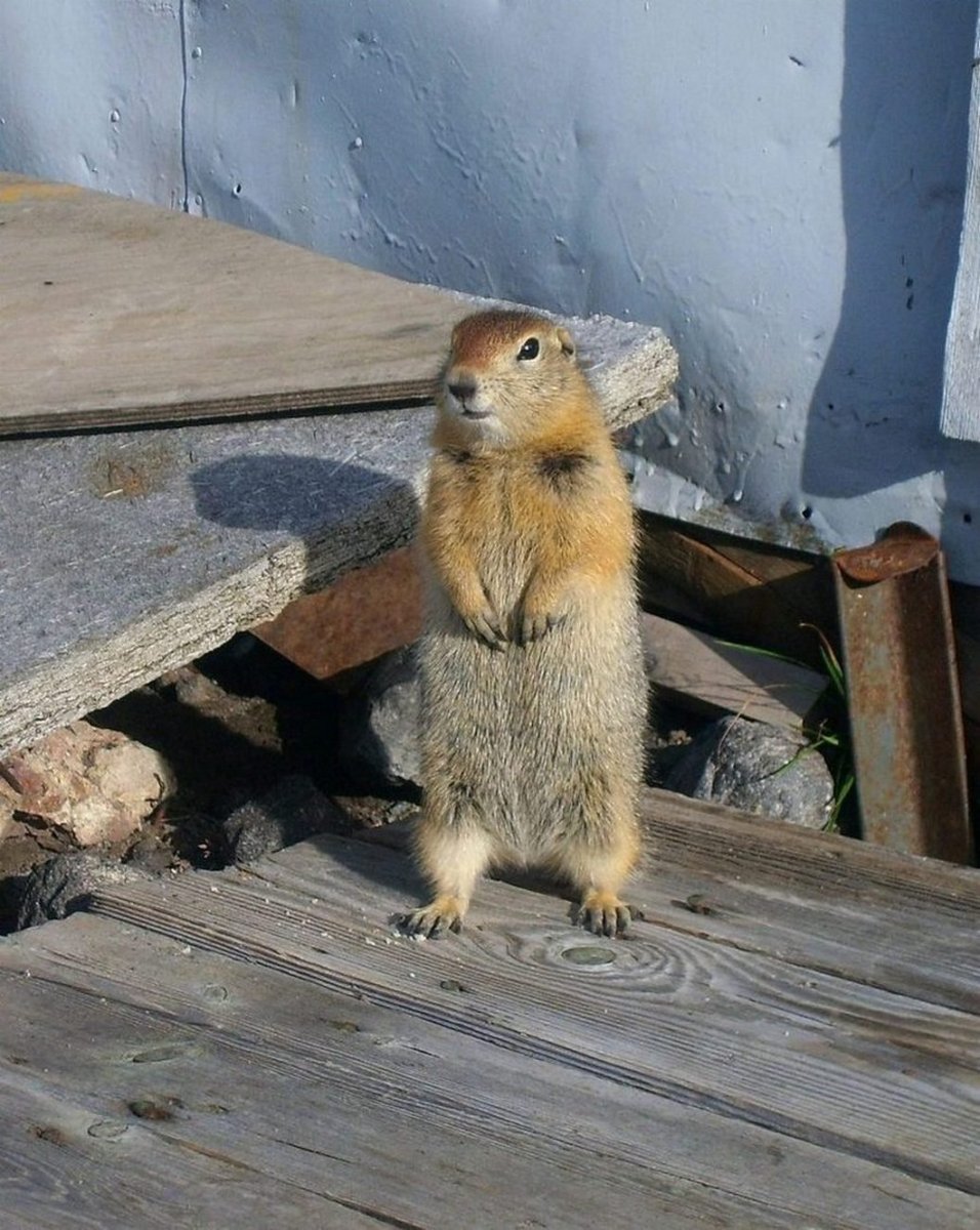 Медведка грызун зверек