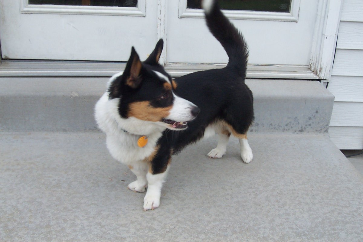 Метис вельш корги и Джек Рассел