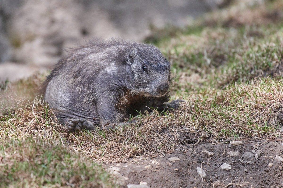 Медведка грызун