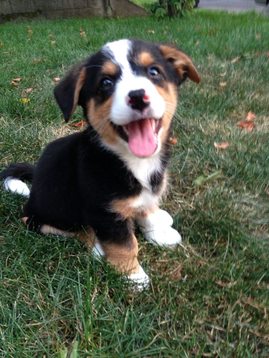 Метис корги и Джек Рассела