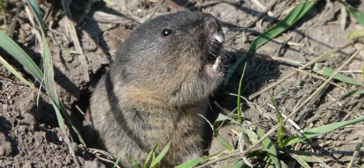 Слепушонка обыкновенная Ellobius talpinus