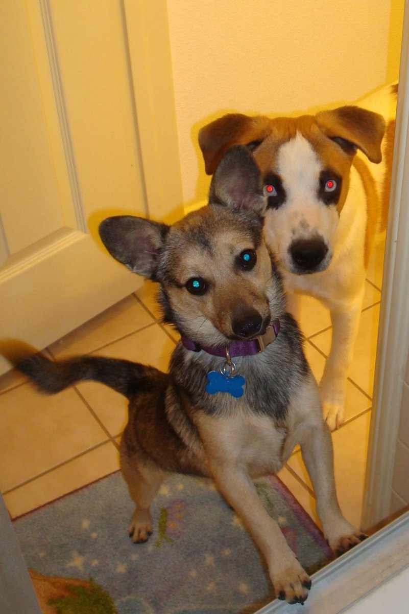 Метис корги и Джек Рассела