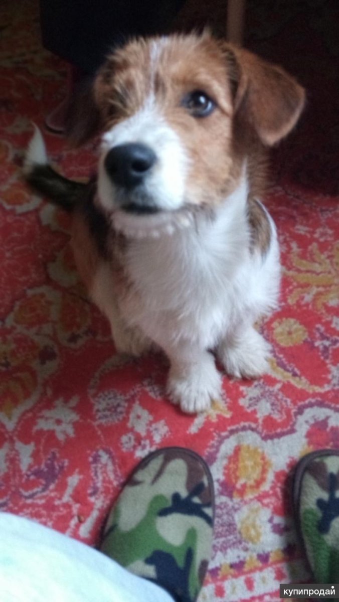 Смесь корги и Джек Рассела