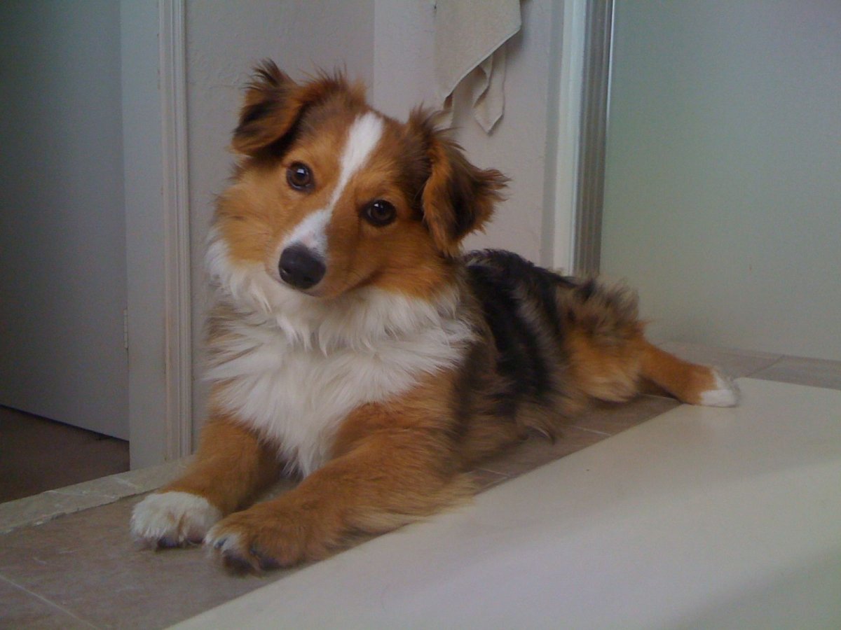 Помесь корги и австралийской овчарки