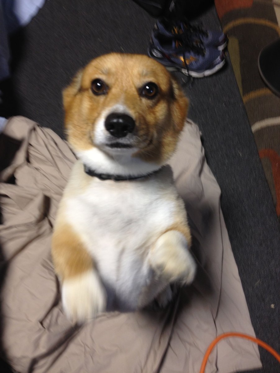 Метис корги и Джек Рассела