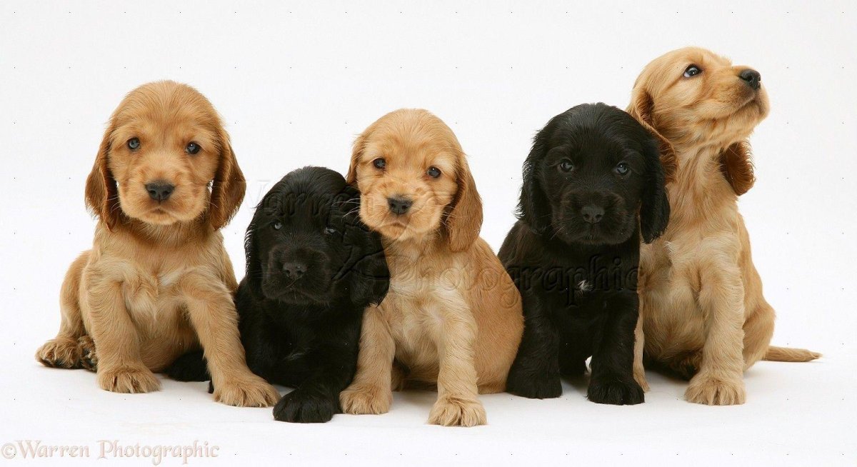 #Кавалеркингчарльзспаниель