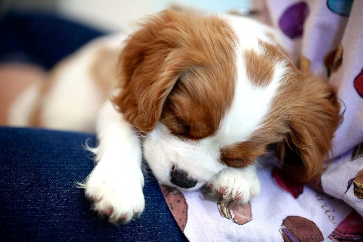 Кинг-Чарльз-спаниель Сонный