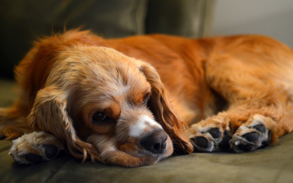Кавалер-Кинг-Чарльз-спаниель питомник