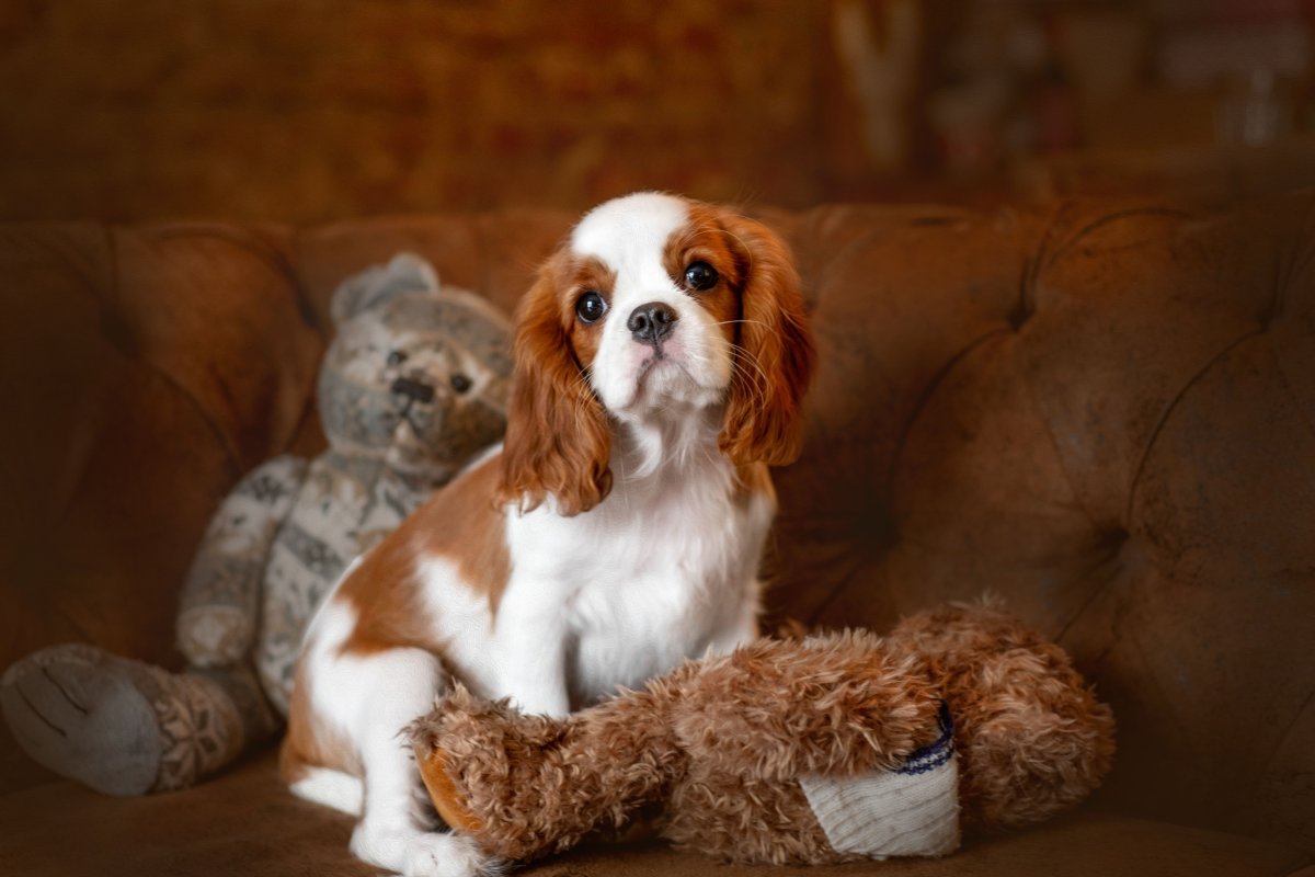 Милые щенки спаниеля