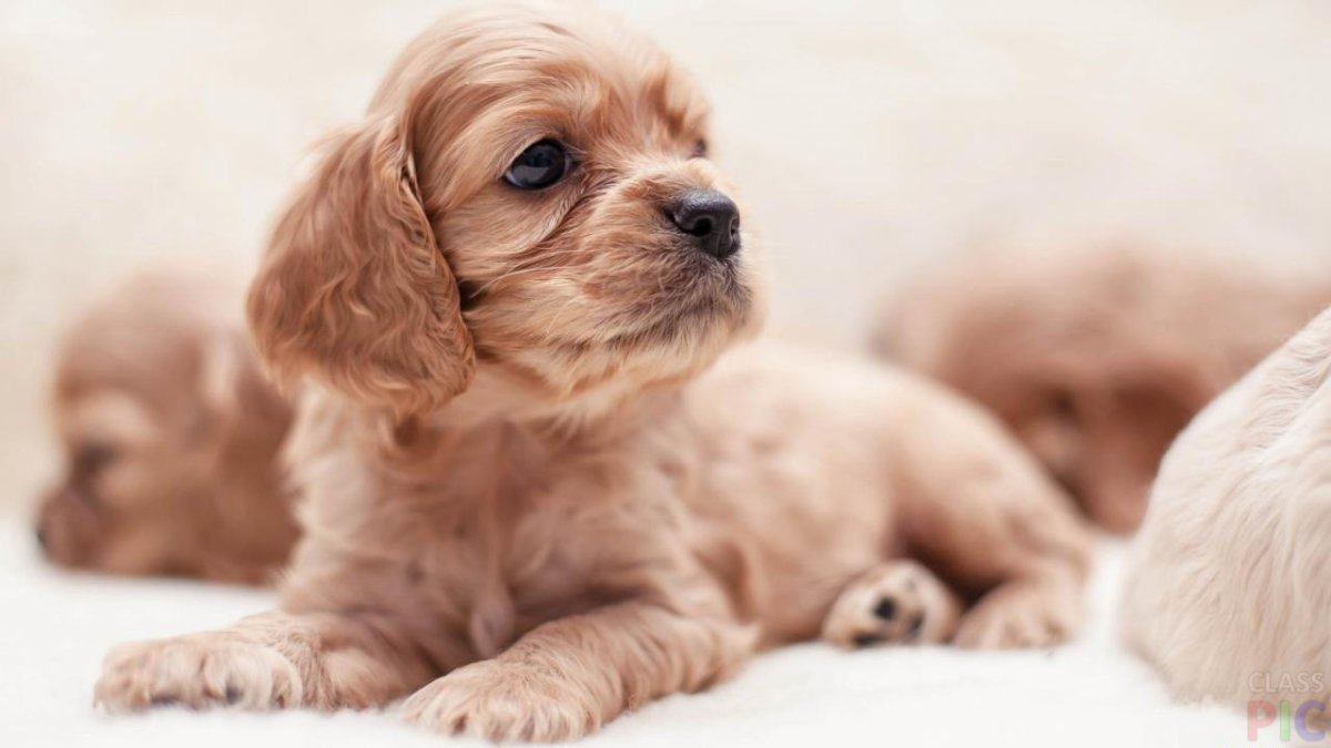 Милый щенок