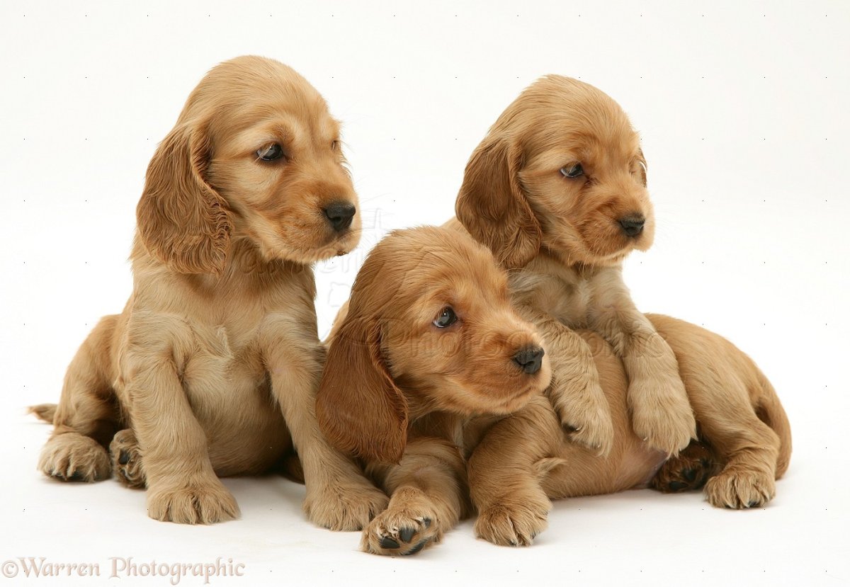 Кавалер Кинг Чарльз спаниель щенки