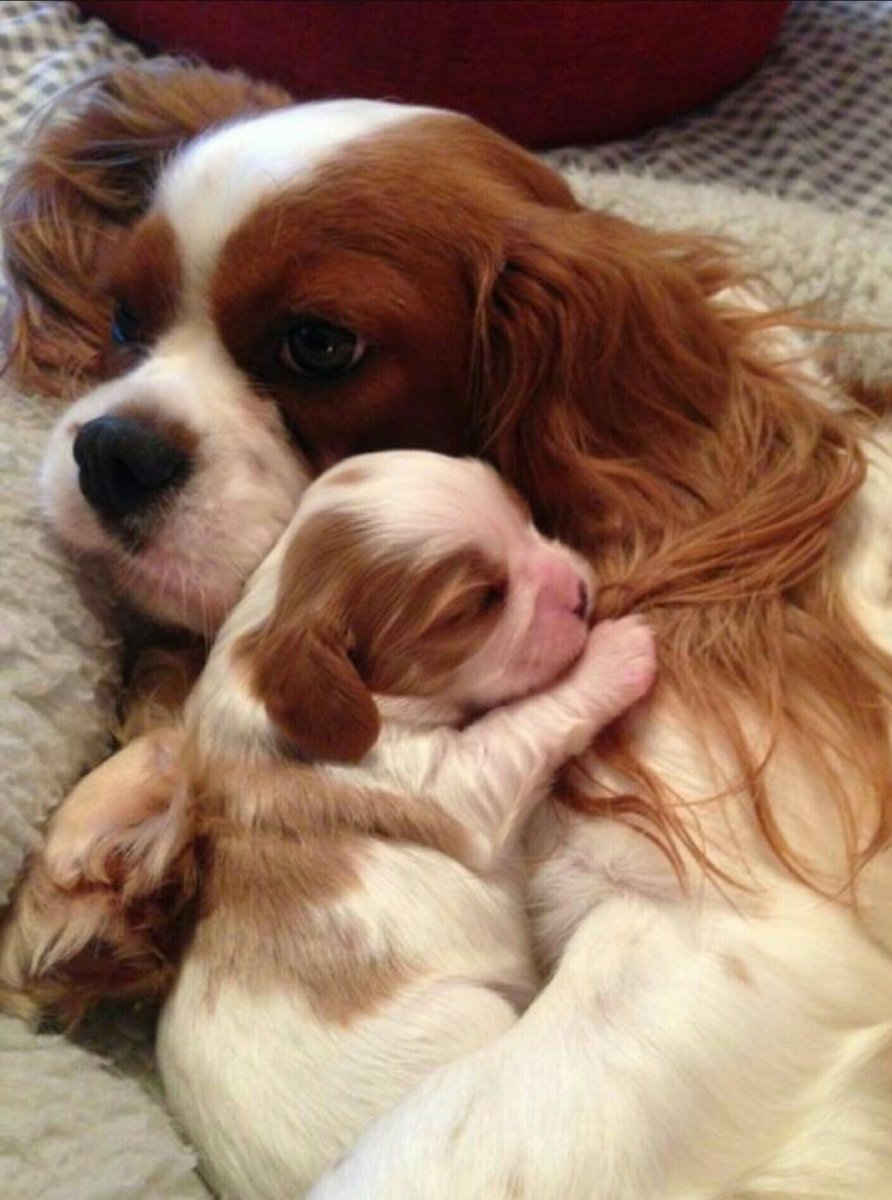 Р спаниель щенок