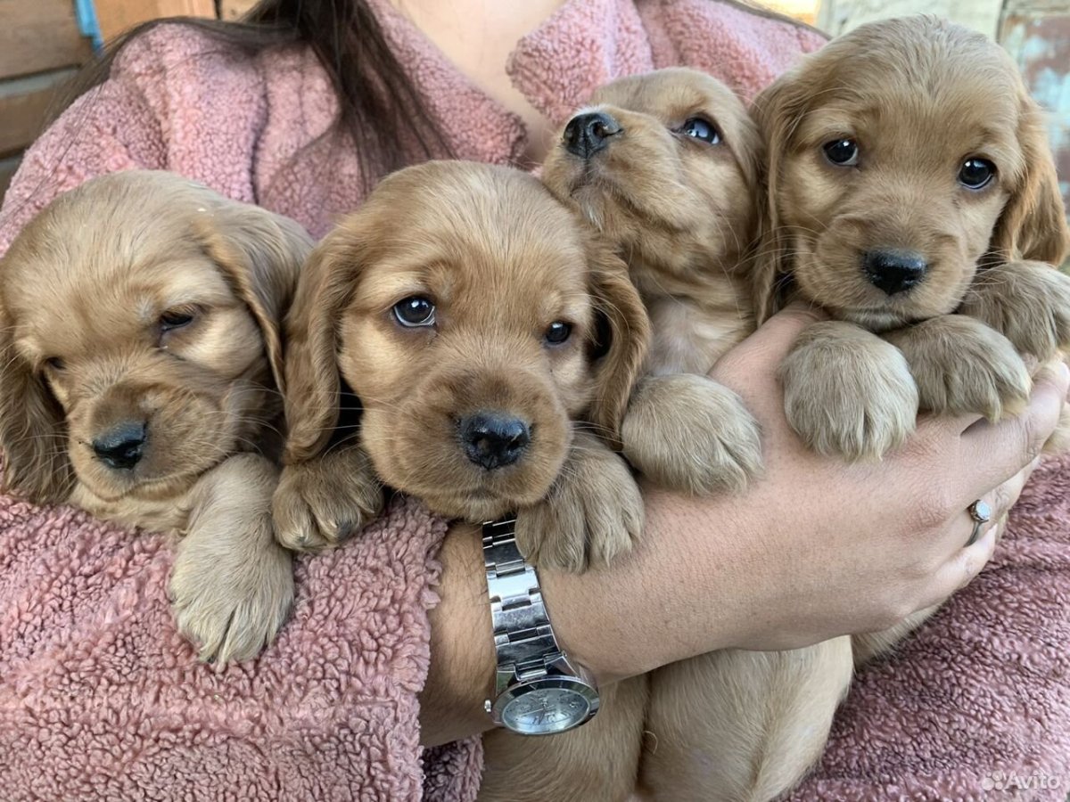 Осенний кокер спаниель