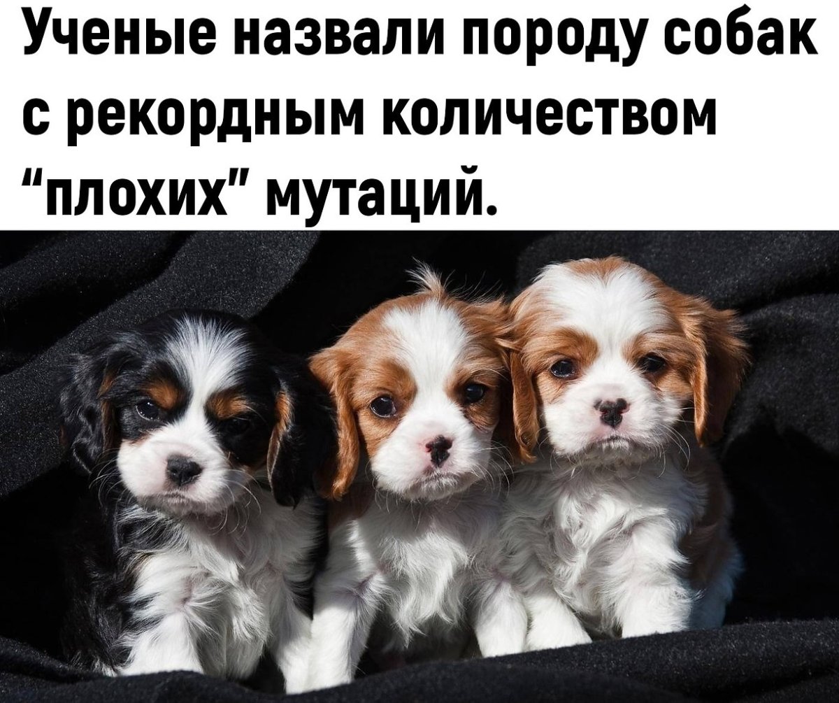 Дружат ли кошки с собаками Кинг Чарльз спаниель