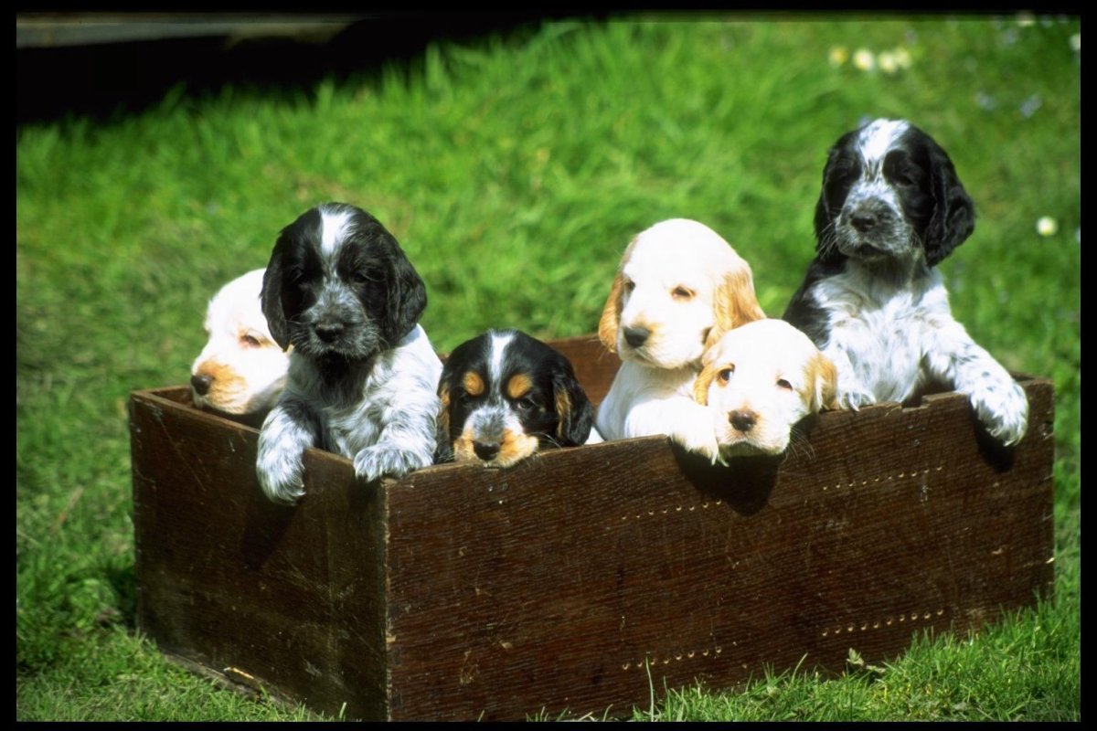 Американский кокер спаниель