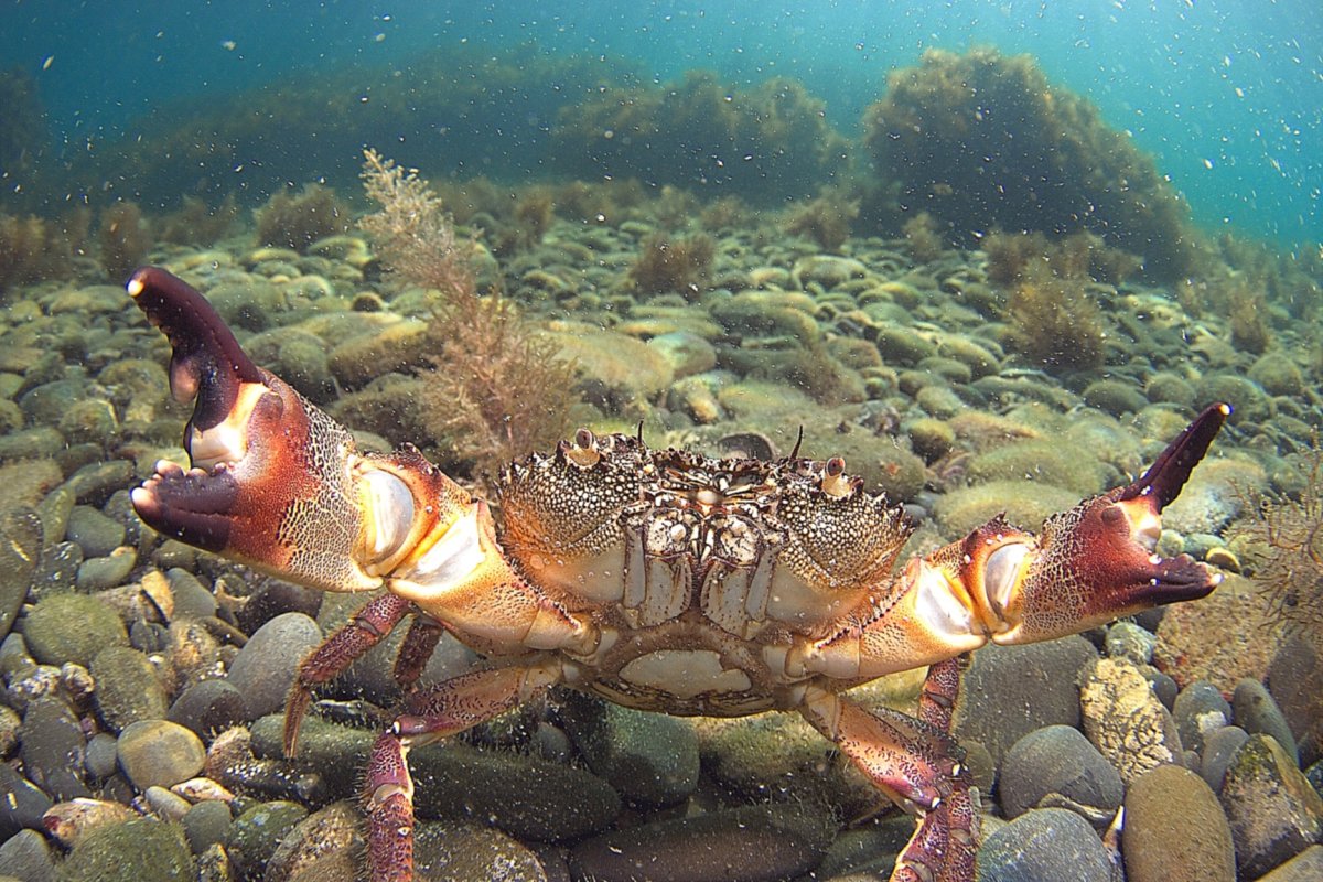 Крабы черного моря