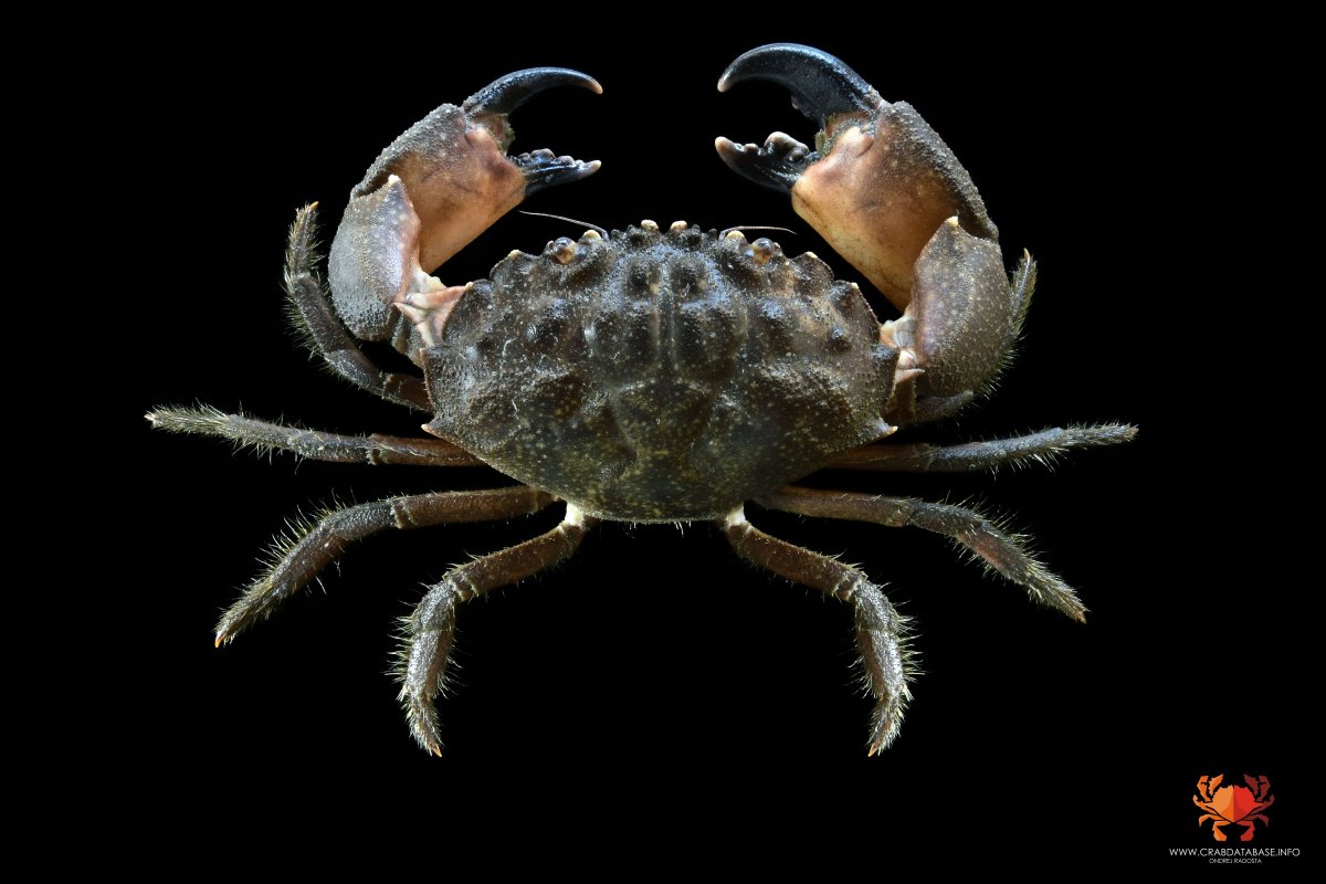 Камчатский краб на темном фоне