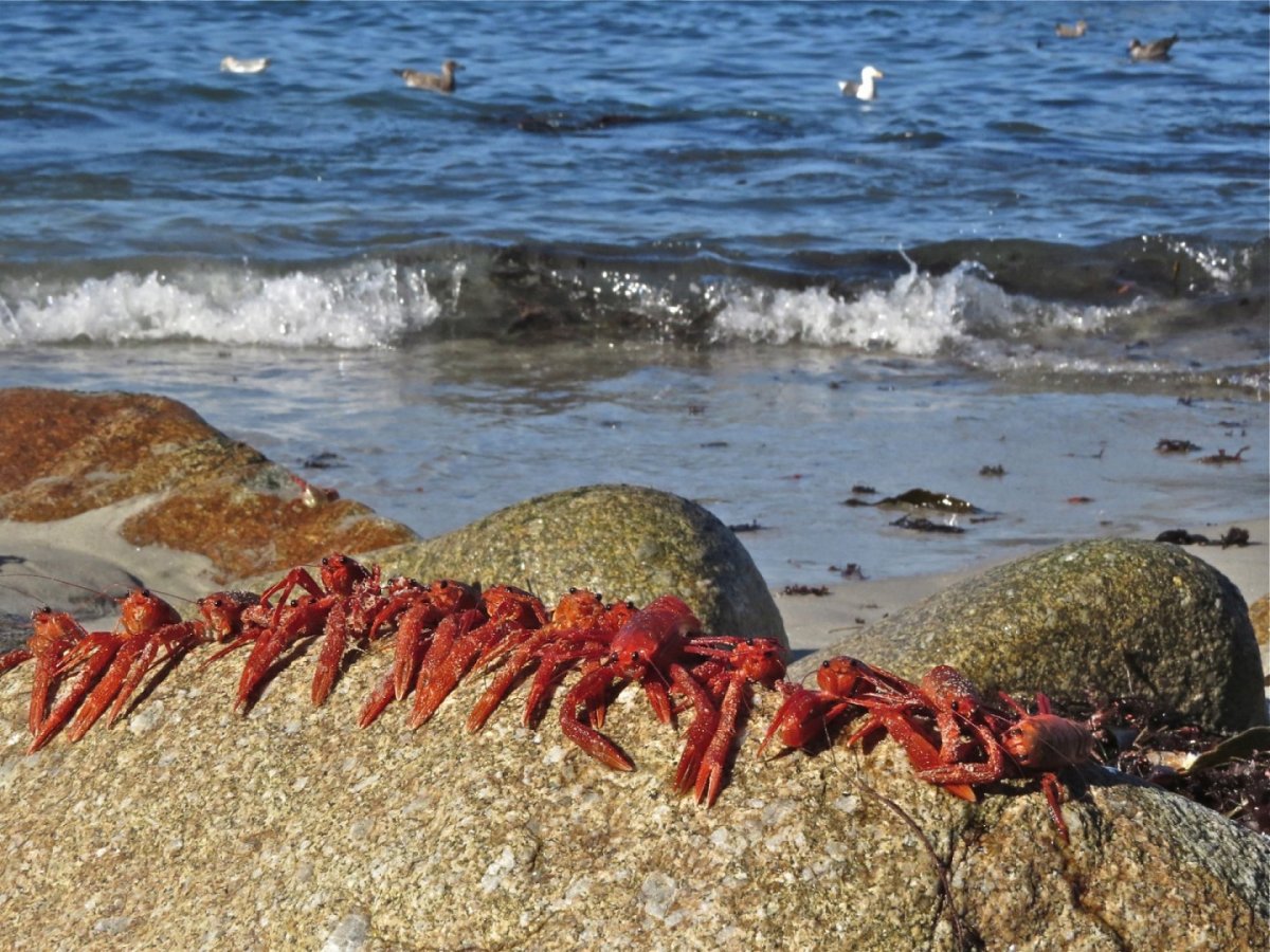 Голубой краб плавунец