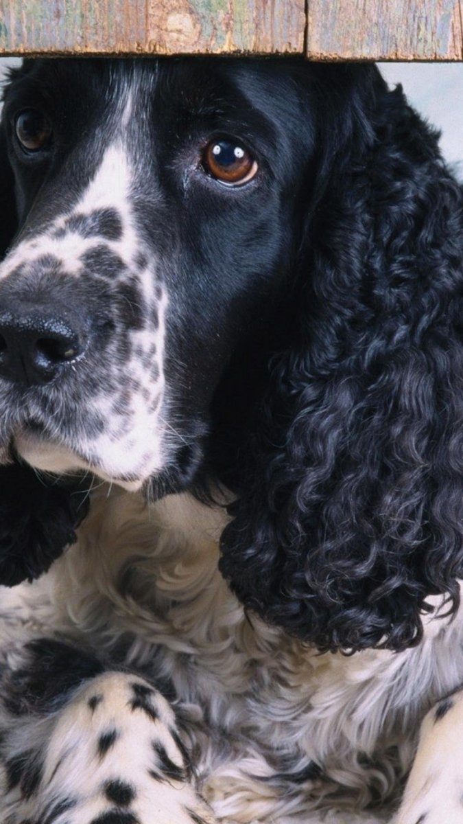 Золотистый кокер спаниель