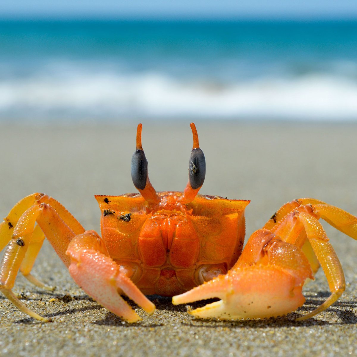 Мраморный краб черного моря