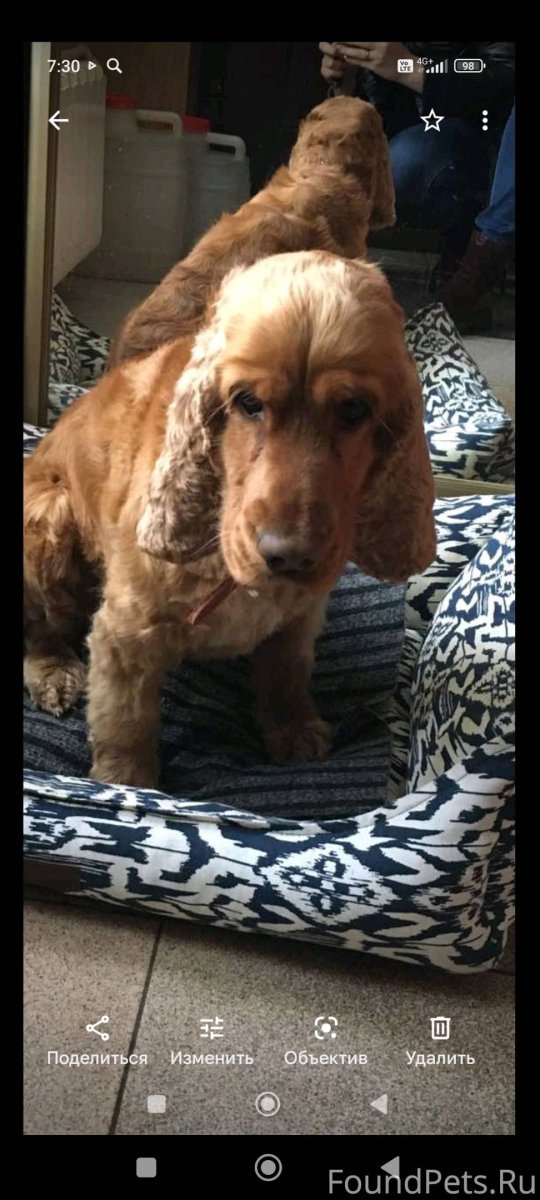 Собачка кокер спаниель