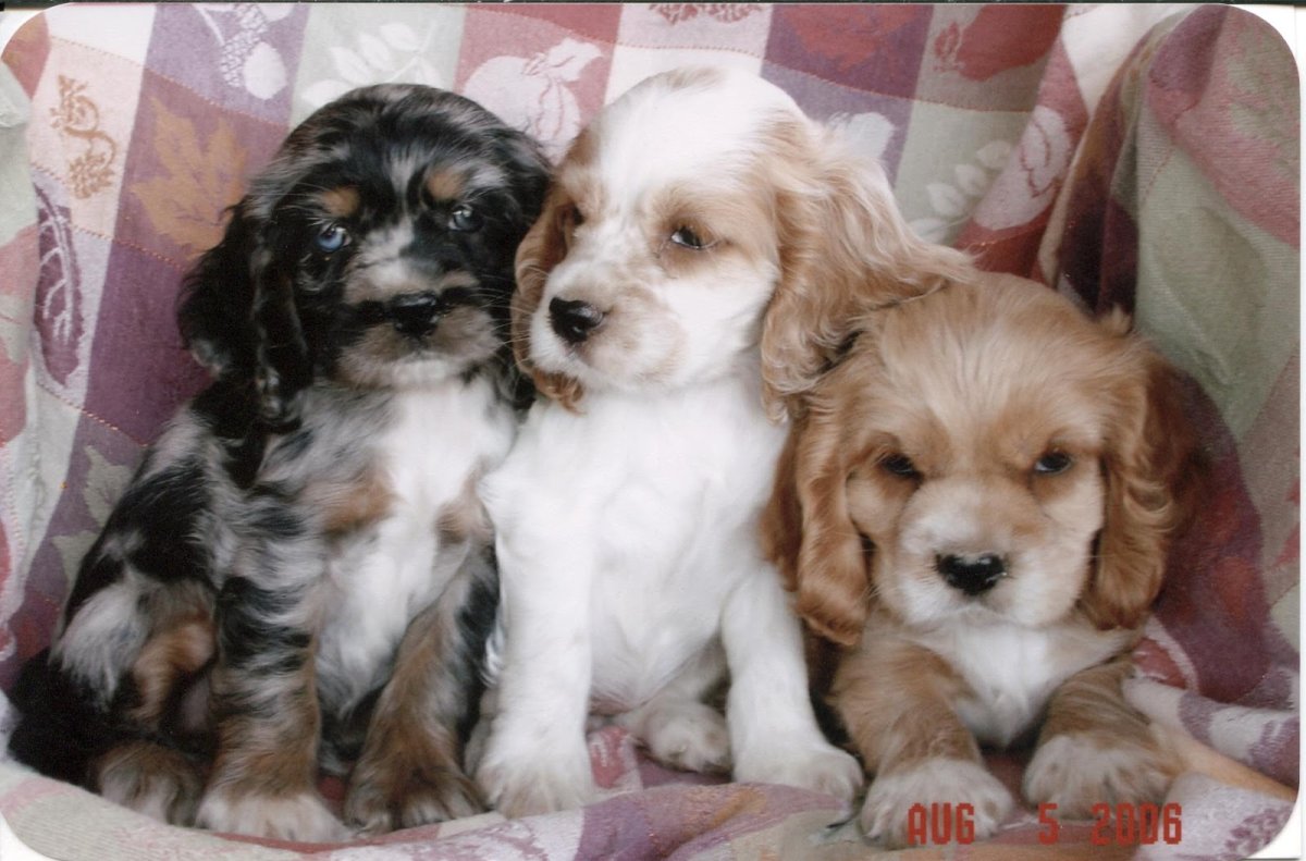 Спаниель щенок в свитере